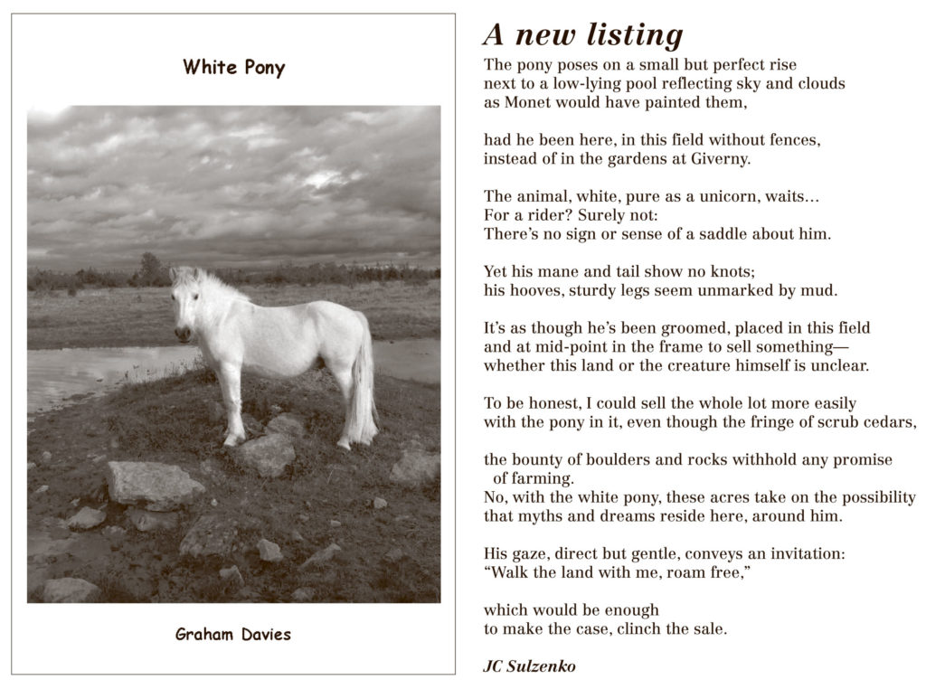 White-Pony